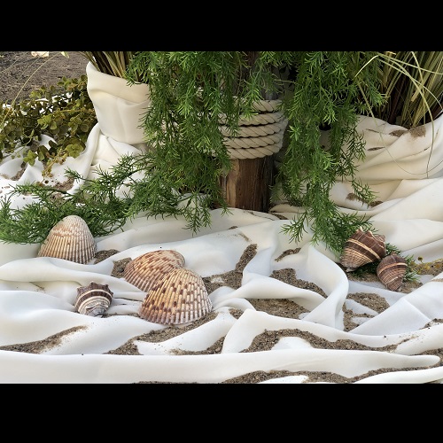 Seashells for Rent - Event Rentals - Sea Shells for rent